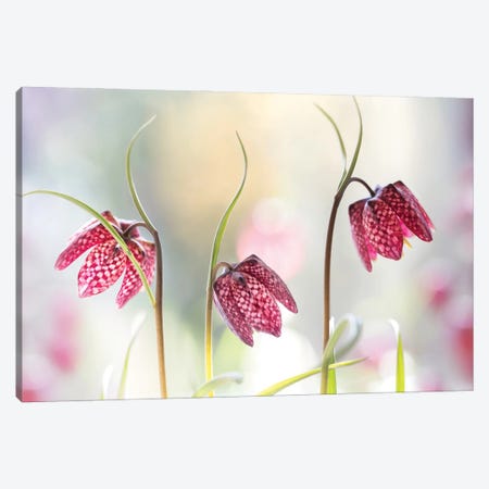 Snakes Head Fritillary Canvas Print #MDY48} by Mandy Disher Canvas Wall Art