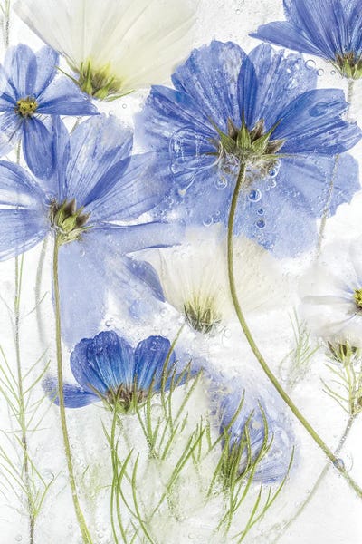 Cosmos Blue II by Mandy Disher art print