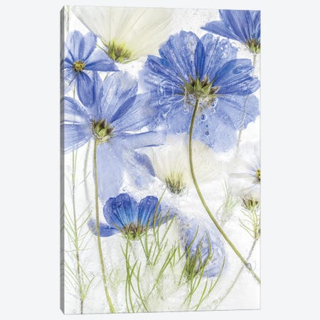 Cosmos Blue Canvas Print #MDY49} by Mandy Disher Canvas Artwork