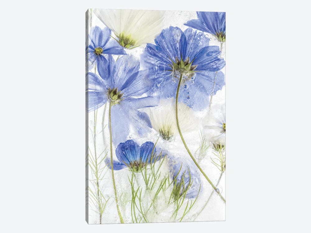 Cosmos Blue by Mandy Disher 1-piece Canvas Art Print