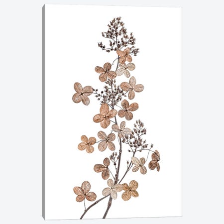 Hydrangea Paniculata Canvas Print #MDY51} by Mandy Disher Canvas Print