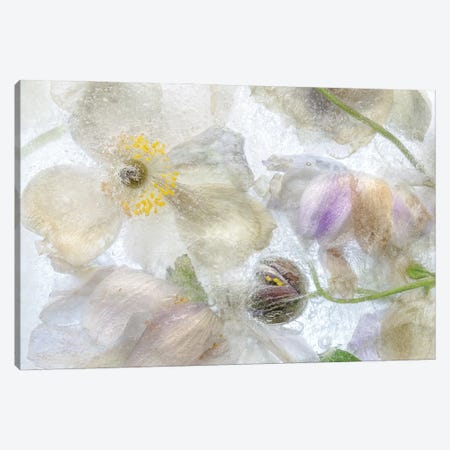 Anemone Frost Canvas Print #MDY55} by Mandy Disher Canvas Art