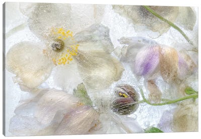 Anemone Frost Canvas Art Print