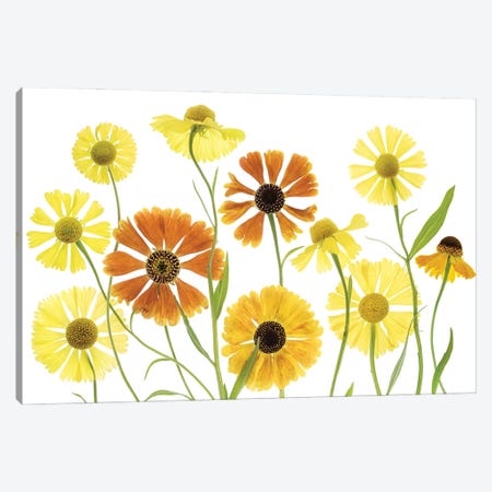 Helenium Canvas Print #MDY57} by Mandy Disher Canvas Artwork