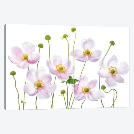 Japanese Anemones Canvas Print #MDY58} by Mandy Disher Canvas Print