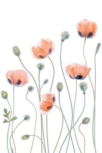 Poppies by Mandy Disher gallery poster