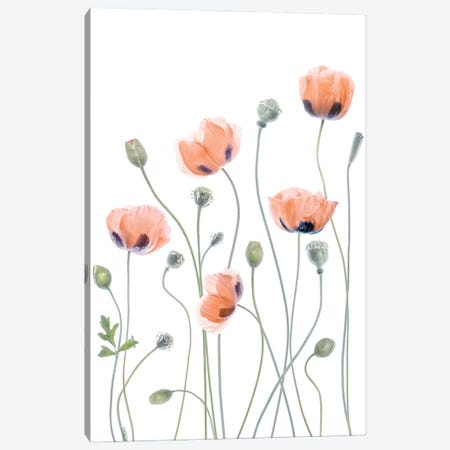 Poppies Canvas Print #MDY59} by Mandy Disher Canvas Art Print