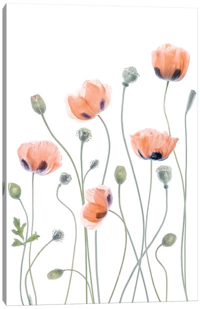 Poppies Canvas Art Print - 1x Floral and Botanicals