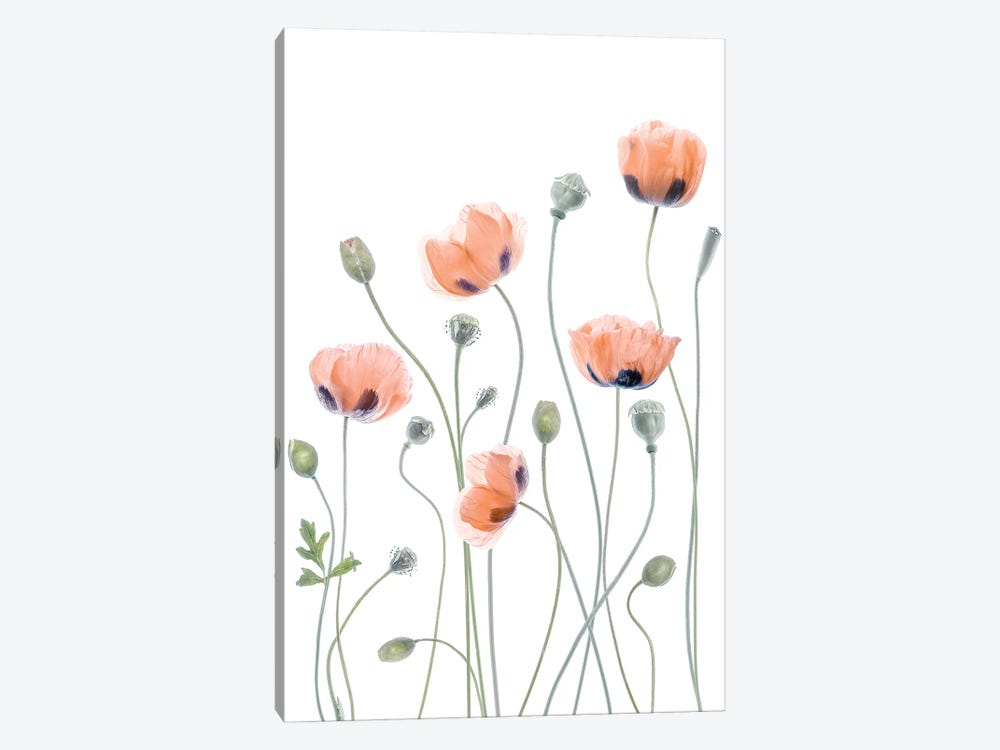 Poppies by Mandy Disher 1-piece Canvas Wall Art