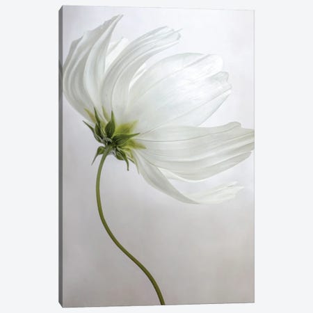 Etherial Canvas Print #MDY5} by Mandy Disher Canvas Print