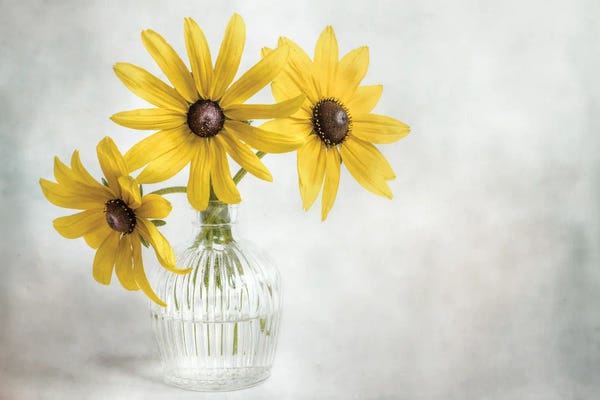 Mandy Disher: Rudbeckia by Mandy Disher