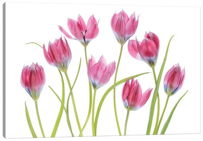 Tulip Blush Canvas Art Print - Tulip Art