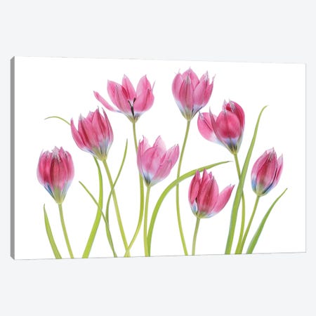 Tulip Blush Canvas Print #MDY61} by Mandy Disher Canvas Artwork