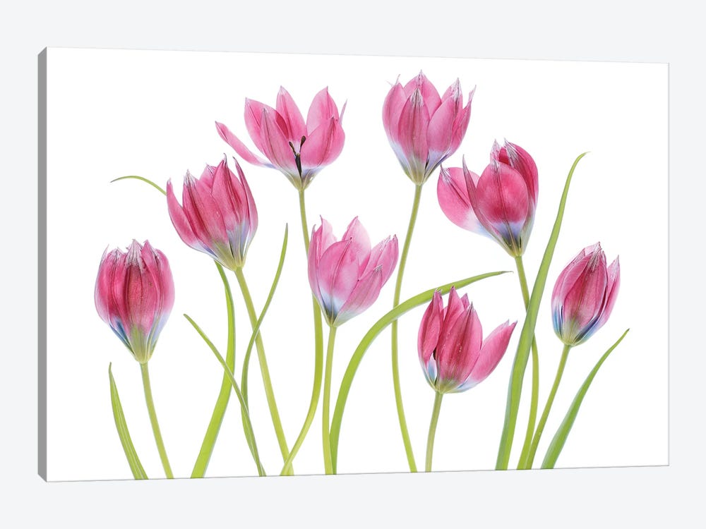 Tulip Blush by Mandy Disher 1-piece Canvas Print