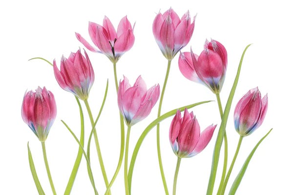 Mandy Disher: Tulip Blush by Mandy Disher