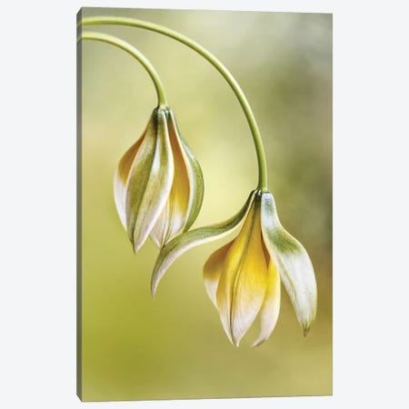 Tulipa Canvas Print #MDY62} by Mandy Disher Canvas Art