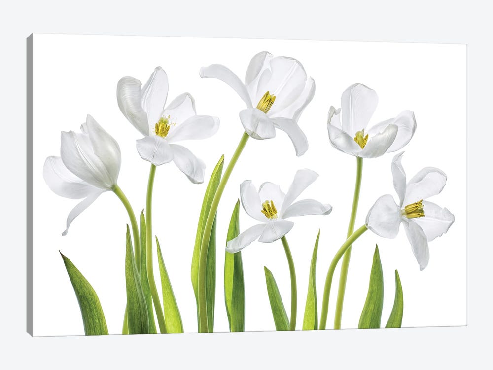 White Tulips by Mandy Disher 1-piece Canvas Print