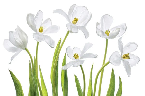 Tulips: White Tulips by Mandy Disher