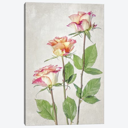 Roses Canvas Print #MDY64} by Mandy Disher Art Print
