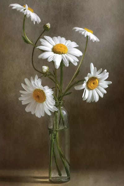 Daisies: Still Life I by Mandy Disher