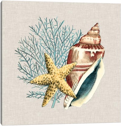 By The Seashore IV Canvas Art Print - Sea Shell Art