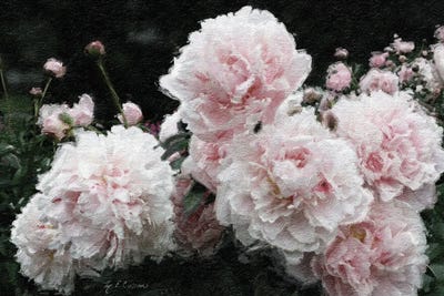 Peony Poetry I by Marie-Elaine Cusson canvas print