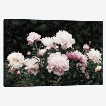 Peony Poetry II Canvas Print #MEC129} by Marie Elaine Cusson Canvas Wall Art