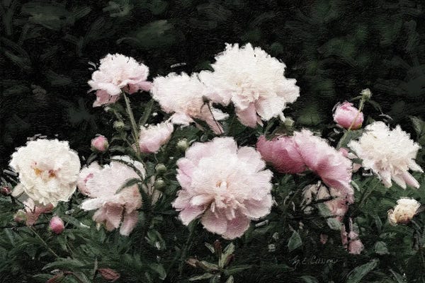 Marie-Elaine Cusson: Peony Poetry II by Marie-Elaine Cusson