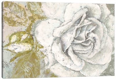 White Rose Blossom Canvas Art Print