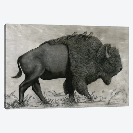 Basking Buffalo Canvas Print #MEC53} by Marie Elaine Cusson Canvas Art
