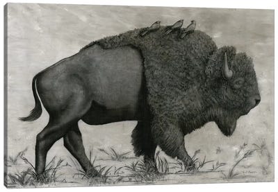 Basking Buffalo Canvas Art Print - Bison & Buffalo Art