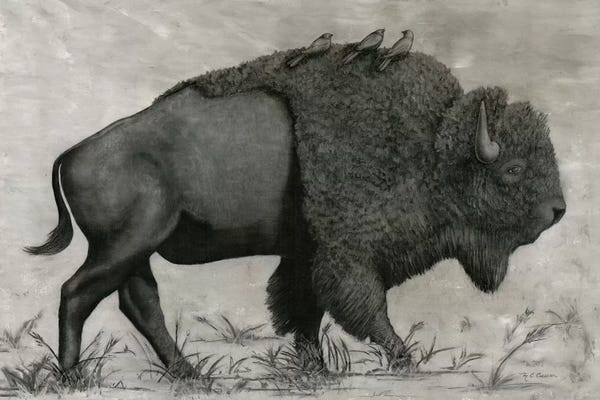 Bison & Buffaloes: Basking Buffalo by Marie-Elaine Cusson
