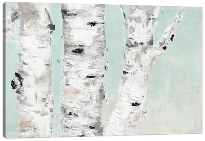Birch Tree Close Up Canvas Art Print - Marie-Elaine Cusson