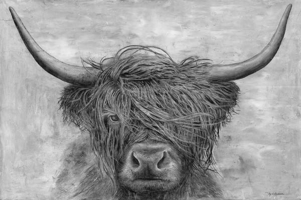 Bison & Buffaloes