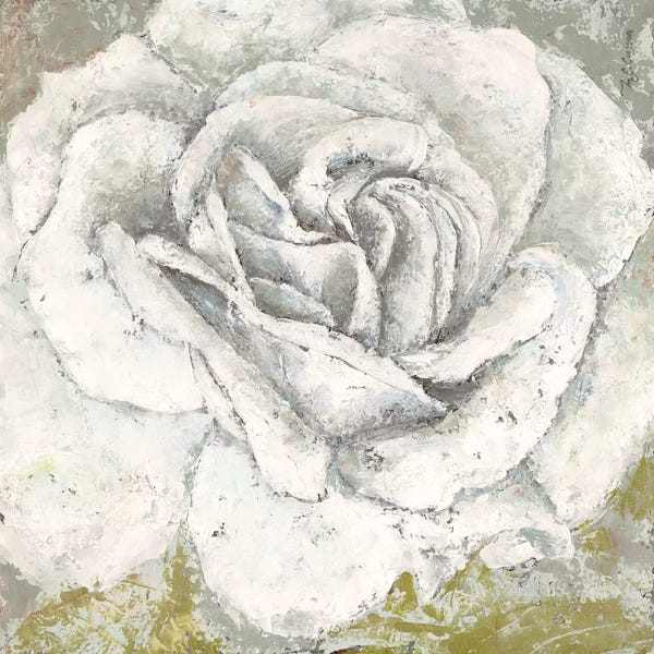 Marie-Elaine Cusson: White Rose Blossom Square by Marie-Elaine Cusson