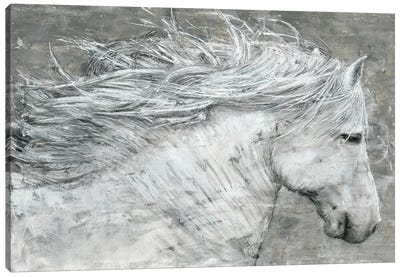 Wild Horse Canvas Art Print - Marie-Elaine Cusson