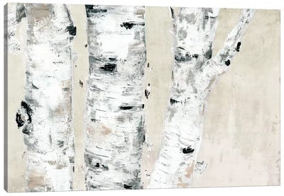 Birch Tree Close Up Neutral Canvas Art Print - Marie-Elaine Cusson