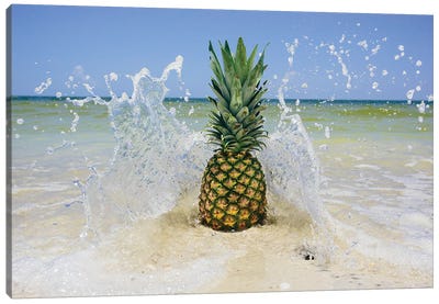 South Florida Pineapple III Canvas Art Print - Florida Art