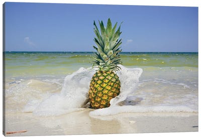 South Florida Pineapple IV Canvas Art Print - Adam Mead