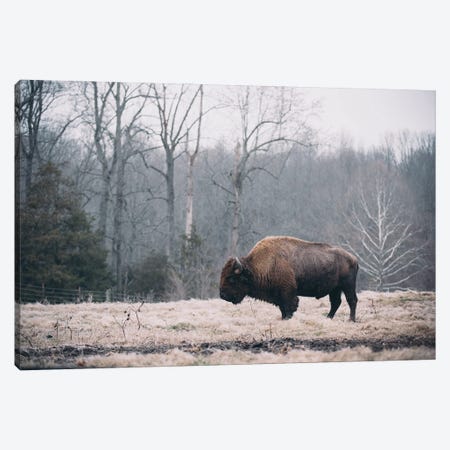 Solitary Bison I Canvas Print #MED49} by Adam Mead Canvas Artwork