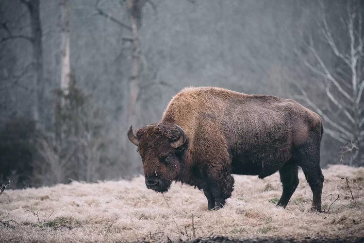 Solitary Bison II