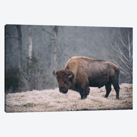 Solitary Bison II Canvas Print #MED50} by Adam Mead Art Print