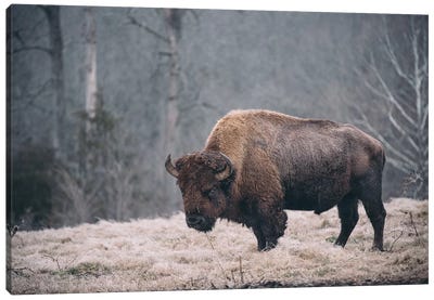 Solitary Bison II Canvas Art Print - Bison & Buffalo Art