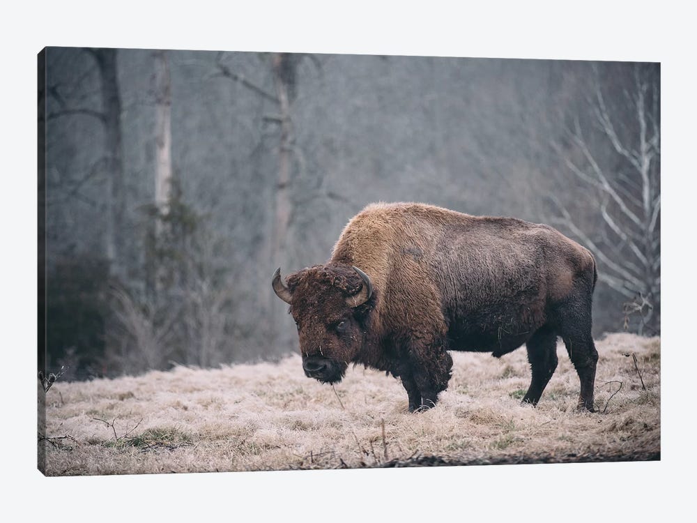 Solitary Bison II by Adam Mead 1-piece Canvas Art Print