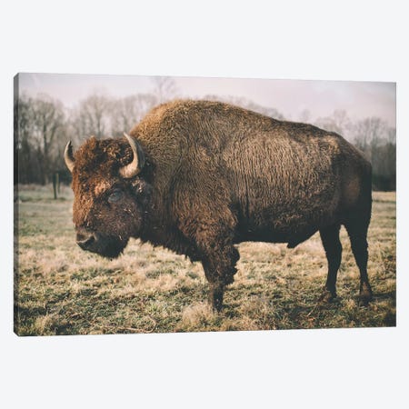 Solitary Bison IV Canvas Print #MED52} by Adam Mead Art Print