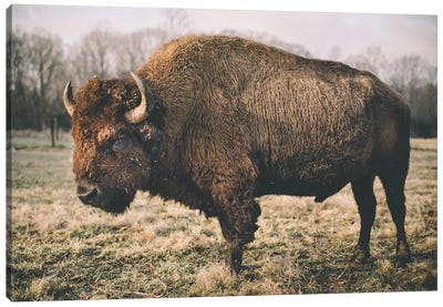 Solitary Bison IV Canvas Art Print - Bison & Buffalo Art