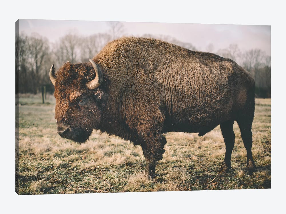 Solitary Bison IV by Adam Mead 1-piece Art Print