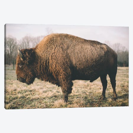Solitary Bison V Canvas Print #MED53} by Adam Mead Canvas Print