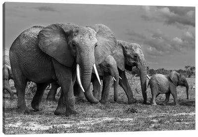 Elephants Family Canvas Art Print