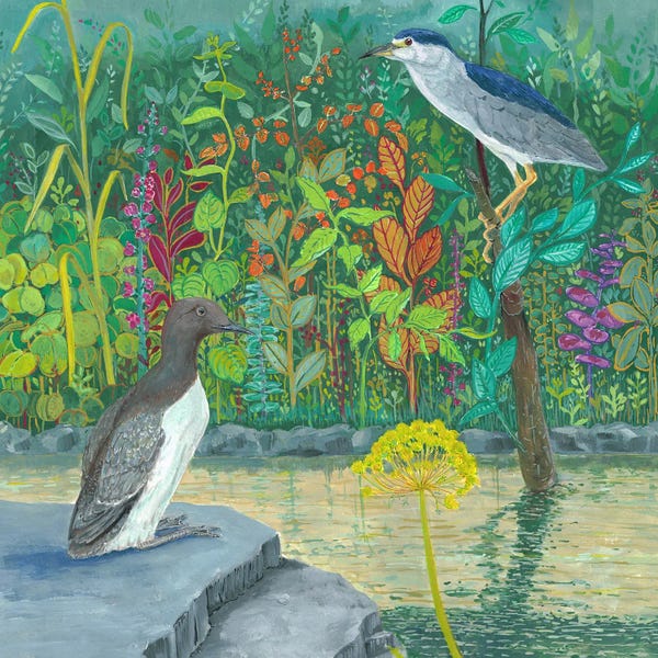 Miri Eshet: Common Murre And Night Heron by Miri Eshet